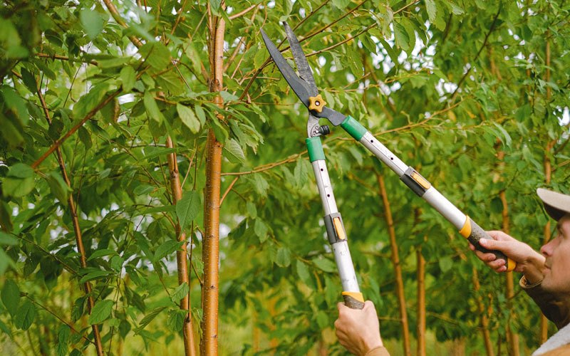 Tree trimming in Hurdland, MO